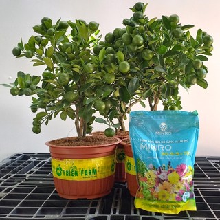 Phân bón NPK 30-9-9+TE THIỆN FARM (túi 1kg) giúp cây phát triển bộ rễ, thân, cành lá, tăng đề kháng