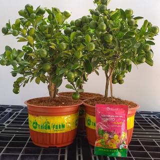 Phân bón NPK 15-5-20 THIỆN FARM (túi 200g) giúp cây ra hoa đậu trái, nuôi hoa to lâu tàn, trái to thơm ngon