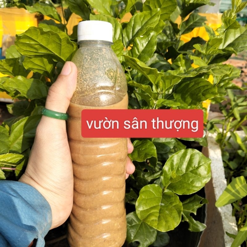 Dịch Bánh Dầu (350ml), Phân Đậu Phộng Xanh Lá, Bén Rễ