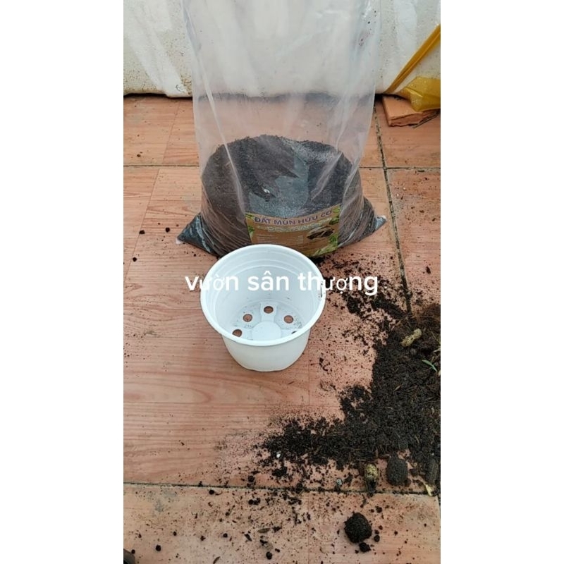 Set 10 Chậu Nhựa Pp (105×80 mm) Ươm Cây, Trồng sen, Trồng Hoa, Chất Lượng Cao, Miệng Vành Cứng