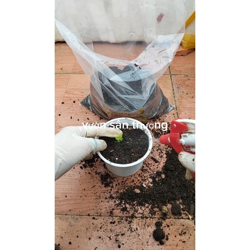 Set 10 Chậu Nhựa Pp (105×80 mm) Ươm Cây, Trồng sen, Trồng Hoa, Chất Lượng Cao, Miệng Vành Cứng