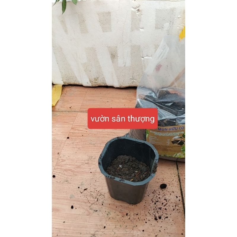 Set 20 Chậu Vuông Đen 11x10 cm, Dày, Dẻo, Nhiều Lỗ Thoát Nước