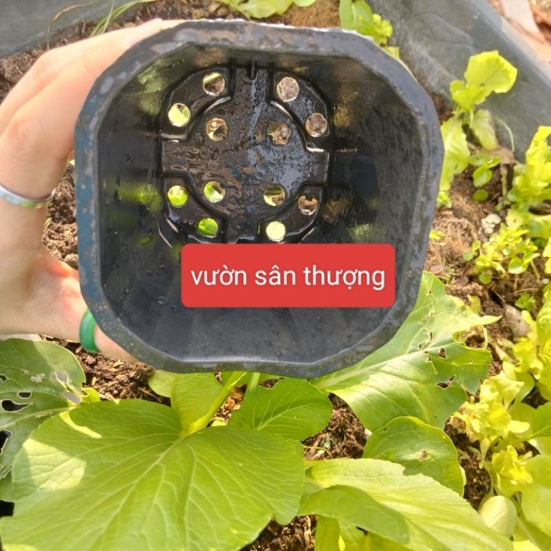 Set 20 Chậu Vuông Đen 11x10 cm, Dày, Dẻo, Nhiều Lỗ Thoát Nước