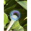 Lens mắt E46 Blue màu xanh tím chấm sao tự nhiên, size vừa - LUNA EYES brand