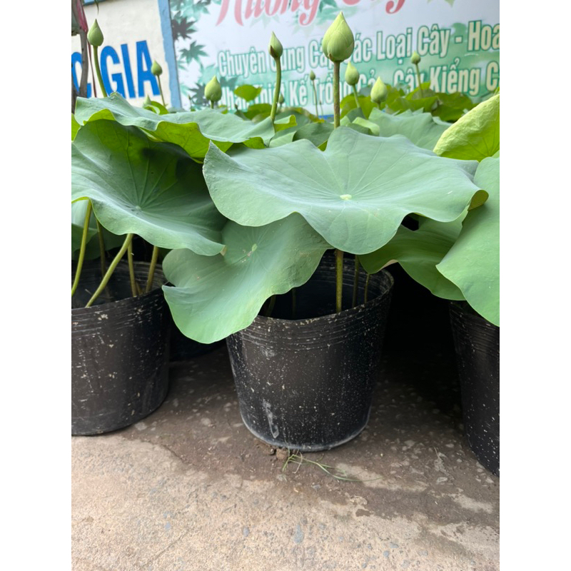 Cây Sen Nhật đẹp sẵn chậu kèm bùn- Cây lớn khoẻ mạnh- Cây ban ban công sân vườn ưa nắng- Ship hỏa tốc