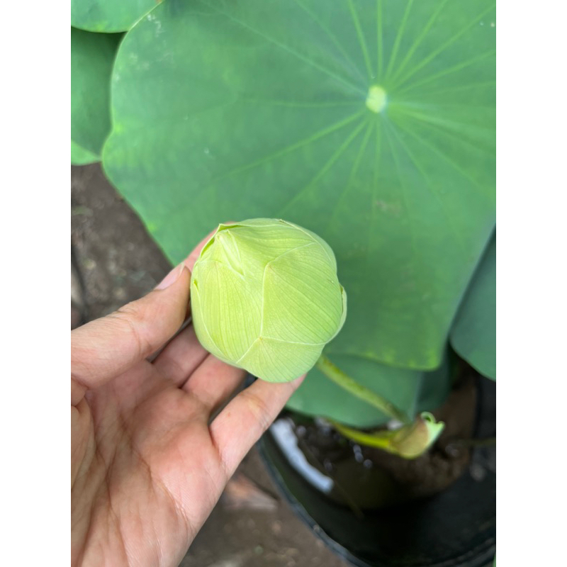 Cây Sen Nhật đẹp sẵn chậu kèm bùn- Cây lớn khoẻ mạnh- Cây ban ban công sân vườn ưa nắng- Ship hỏa tốc