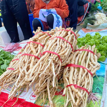 (1kg) Sâm xuyên đá trắng Tây Bắc tươi ngâm rượu, sâm xuyên đá tươi, khô khai thác rừng tự nhiên Hà Giang