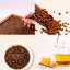 Thảo quyết minh 100g, quyết minh sạch hạt to, giúp an thần, ngủ ngon - Tiệm lãn ông