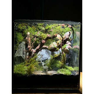 Terrarium " Rừng Mộng Mơ "  quà tặng ý nghĩa cho ngày kỷ niệm tặng kèm đèn đế gỗ
