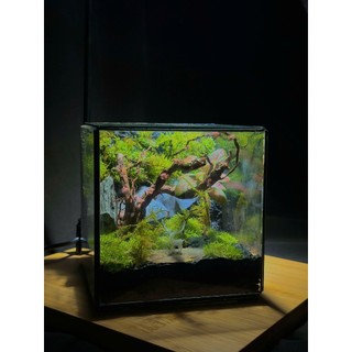 Terrarium " Rừng Mộng Mơ "  quà tặng ý nghĩa cho ngày kỷ niệm tặng kèm đèn đế gỗ
