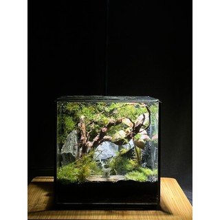 Terrarium " Rừng Mộng Mơ "  quà tặng ý nghĩa cho ngày kỷ niệm tặng kèm đèn đế gỗ