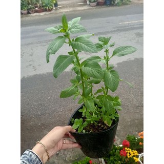 1 chậu húng cây xanh tốt , như hình