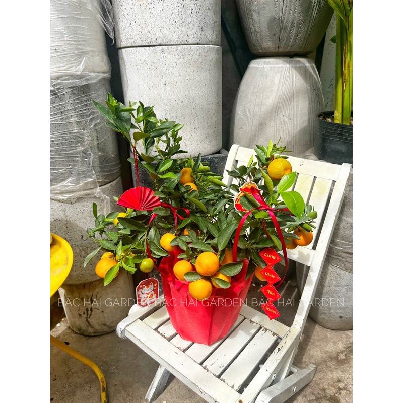 Chậu Tắc- Quất bọc giấy đỏ full decor Tết- Cây trang trí Tết đẹp