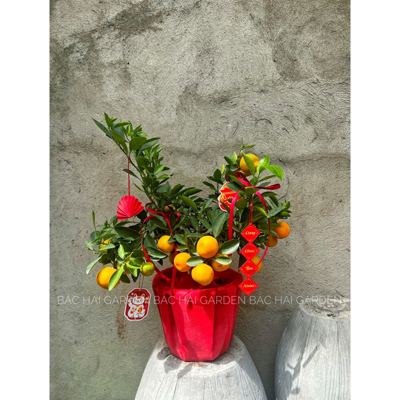 Chậu Tắc- Quất bọc giấy đỏ full decor Tết- Cây trang trí Tết đẹp