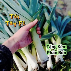 Hạt Giống Tỏi Tây Cây Lớn F1 ❤️ Năng Suất Cao