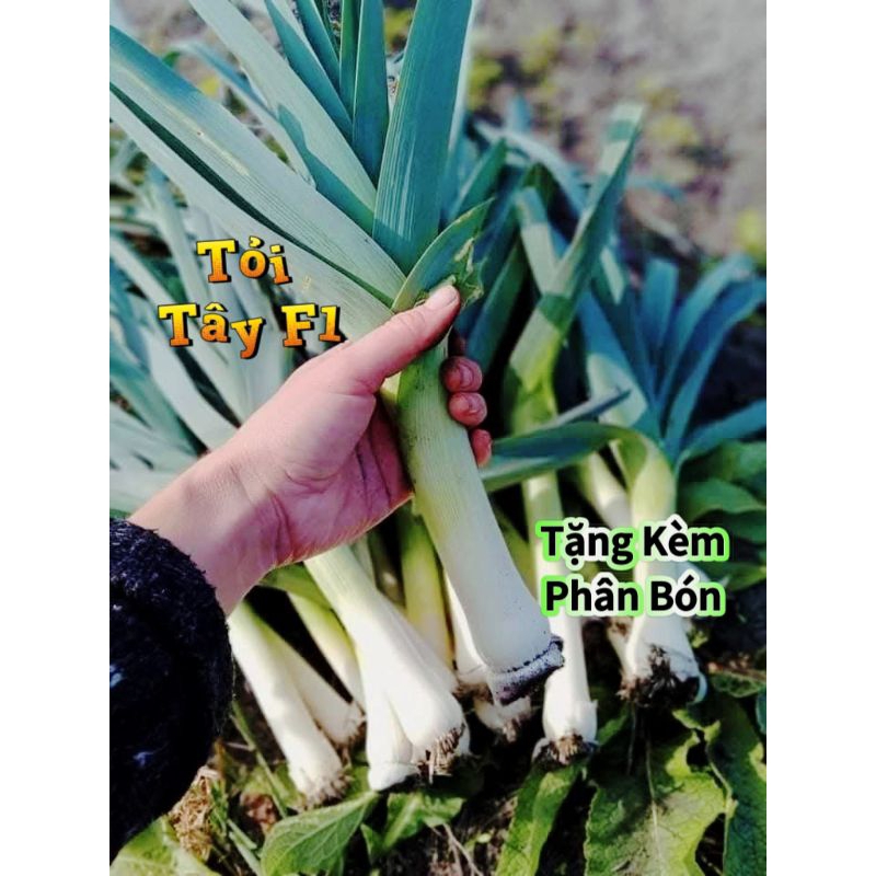 Hạt Giống Tỏi Tây Cây Lớn F1 ❤️ Năng Suất Cao