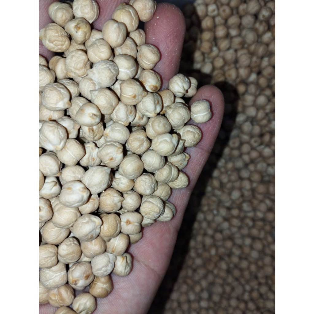 [SỈ] 5KG Đậu Gà size 9mm (chickpea /  garbanzo) Hữu Cơ Không Biến Đổi Gen _ đậu gà giá sỉ _ nông sản giá sỉ