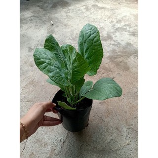 Combo 3 chậu Cải Rổ xanh tốt như hình