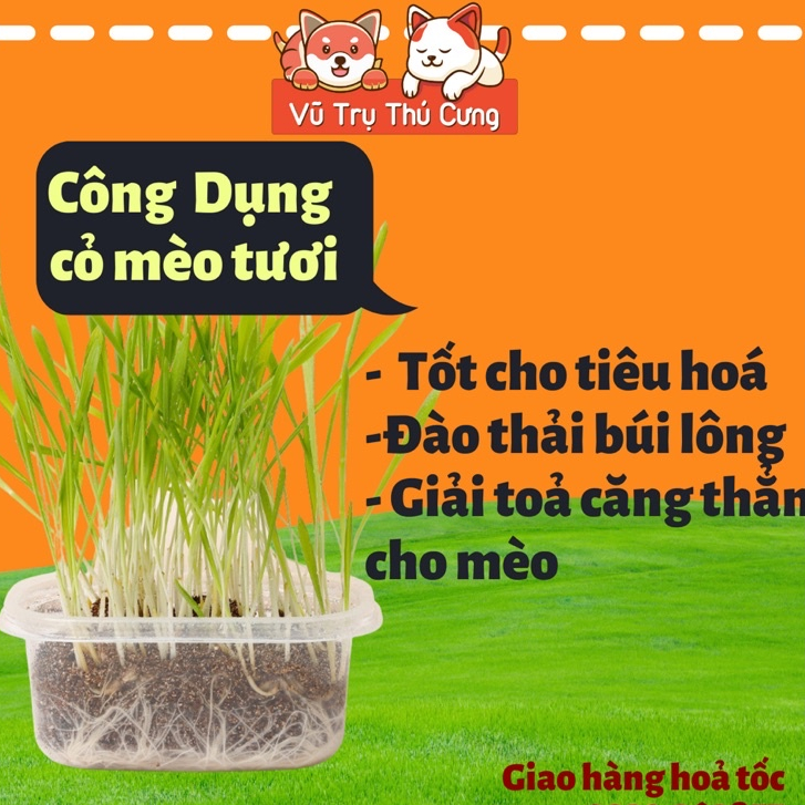 Hạt giống cỏ mèo tiêu búi lông, giảm hôi miệng, giải toả căng thẳng cho Mèo