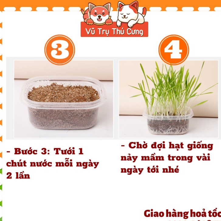 Hạt giống cỏ mèo tiêu búi lông, giảm hôi miệng, giải toả căng thẳng cho Mèo