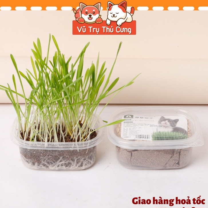 Hạt giống cỏ mèo tiêu búi lông, giảm hôi miệng, giải toả căng thẳng cho Mèo