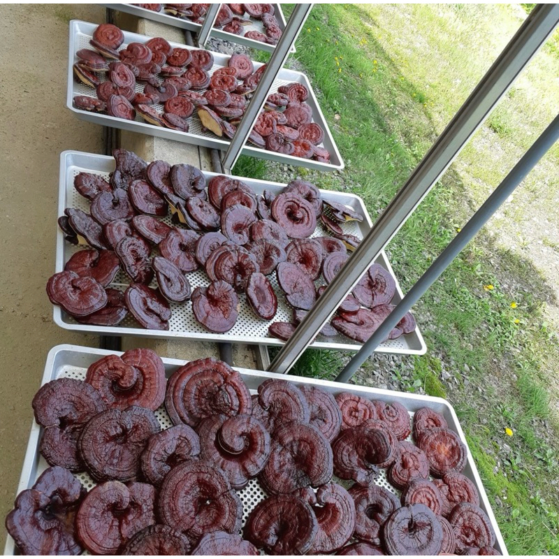Nấm Linh Chi Hàn Quốc 500g/1kg
