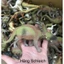 Mô hình khủng long, thú chính hãng 2nd