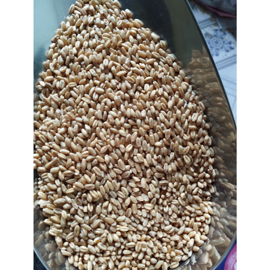 [SỈ] 5KG Hạt Lúa Mì Vàng đã tách vỏ - lúa mạch, tiểu mạch thảo _ Lúa mì giá sỉ _ lúa mì vàng giá sỉ _  lúa mì giá  rẻ