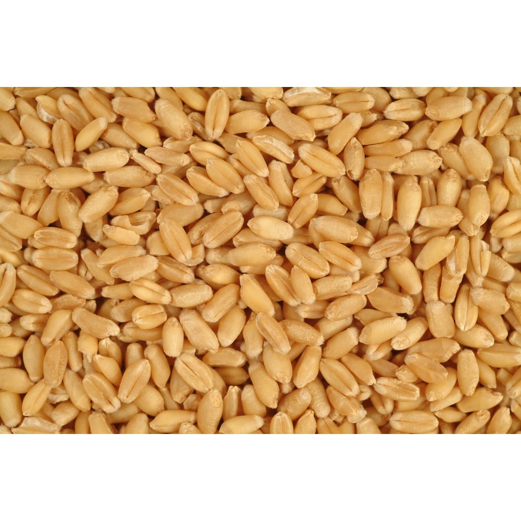 [SỈ] 10KG Hạt Lúa Mì Vàng đã tách vỏ - lúa mạch, tiểu mạch thảo _ Lúa mì giá sỉ _ lúa mì vàng giá sỉ _  lúa mì giá  rẻ