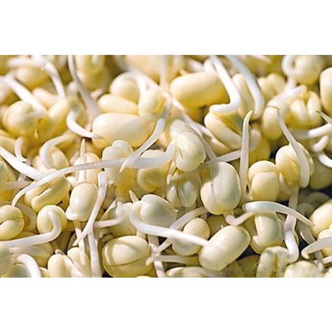 [SỈ] 10KG ĐẬU NÀNH sạch (đỗ tương, đậu tương) hàng chuẩn đẹp  _ đậu nành giá sỉ _ đậu tương giá rẻ_ nongsangiasi _ _