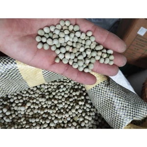 5KG Đậu Hà Lan Xanh Sống Hữu Cơ Không Biến Đổi Gen nongsangiasi đậu hà lan xanh giá sỉ đậu hà lan xanh giá rẻ