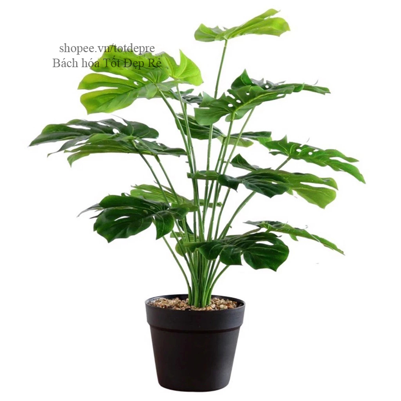 Cây Lá Rùa , Khoai , Trầu bà DECOR - Cây giả cao cấp 12 lá cao 60cm
