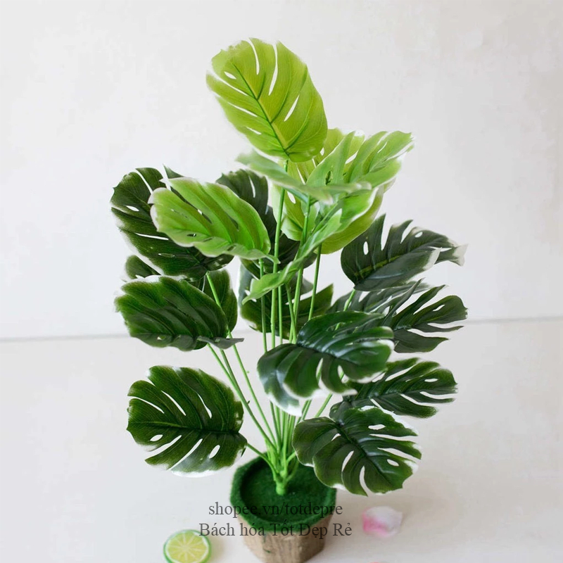 Cây Lá Rùa , Khoai , Trầu bà DECOR - Cây giả cao cấp 12 lá cao 60cm