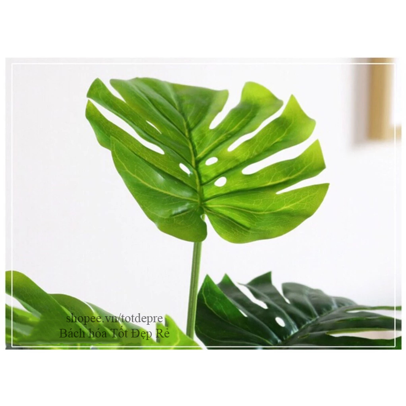 Cây Lá Rùa , Khoai , Trầu bà DECOR - Cây giả cao cấp 12 lá cao 60cm