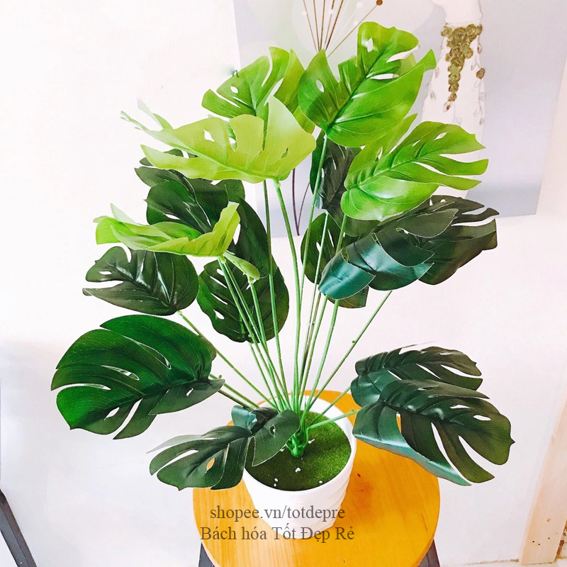 Cây Lá Rùa , Khoai , Trầu bà DECOR - Cây giả cao cấp 12 lá cao 60cm