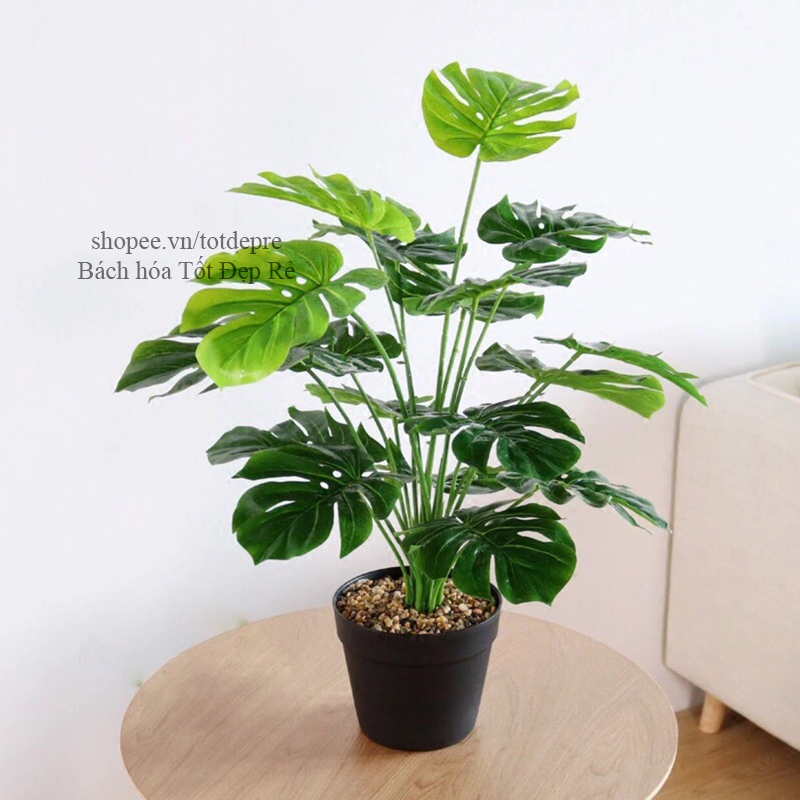 Cây Lá Rùa , Khoai , Trầu bà DECOR - Cây giả cao cấp 12 lá cao 60cm