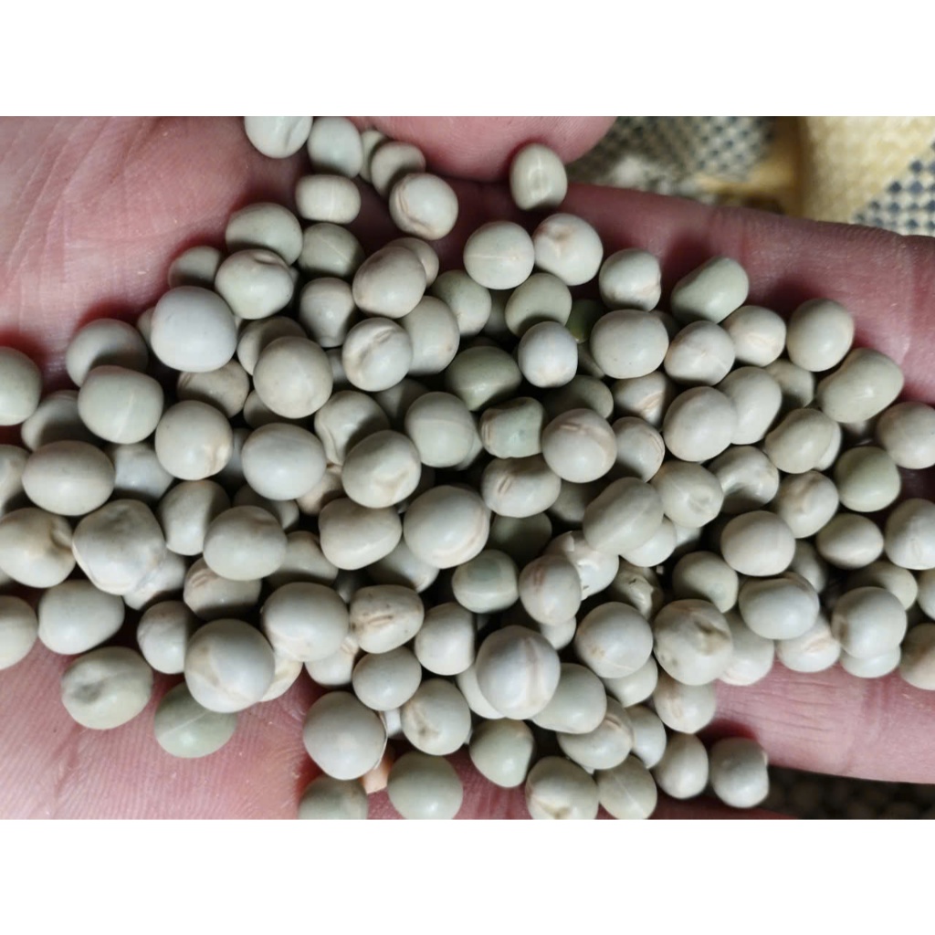 [SỈ] 10KG Đậu Hà Lan Xanh Sống Hữu Cơ Không Biến Đổi Gen  _ nongsangiasi  đậu hà lan xanh giá sỉ  đậu hà lan xanh giá rẻ
