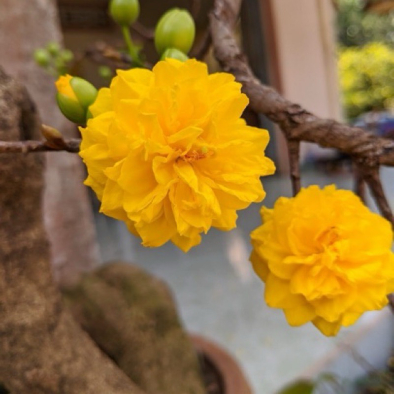 Hoa mai Cúc Vạn Thọ_cây ghép