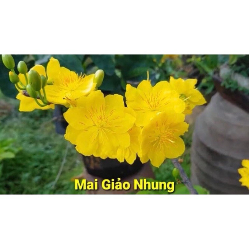 Hoa Mai Dảo Nhung_cây ghép