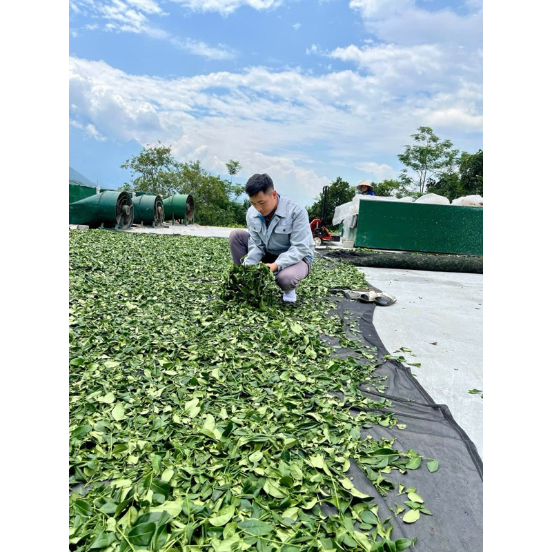 500g Trà OOLong Kim Tuyên (2 gói 250g)Tiền chát dịu hậu ngọt thanh đến nhanh nước trong xanh ánh vàng mộc sạch hoàn toàn