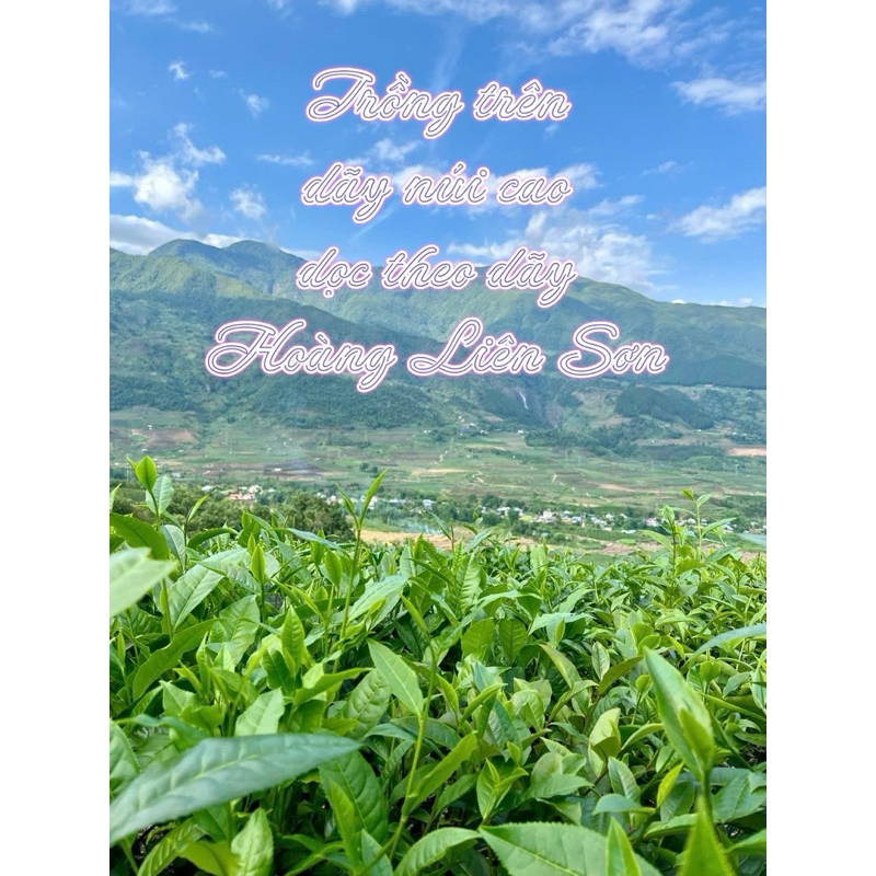 500g Trà OOLong Kim Tuyên (2 gói 250g)Tiền chát dịu hậu ngọt thanh đến nhanh nước trong xanh ánh vàng mộc sạch hoàn toàn