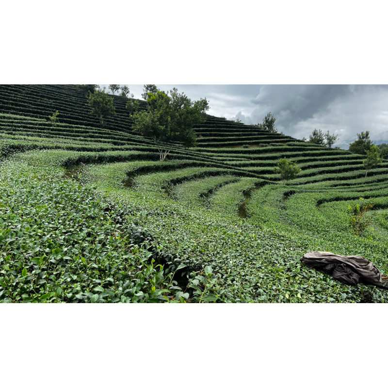 500g Trà OOLong Kim Tuyên (2 gói 250g)Tiền chát dịu hậu ngọt thanh đến nhanh nước trong xanh ánh vàng mộc sạch hoàn toàn