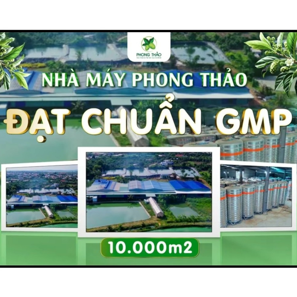 Nước cốt nhàu nguyên chất Phong Thảo