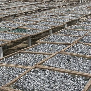 Khô Cá Ve, giòn, thơm, Chất Lượng Cao Cấp Xuất Khẩu, Dễ Chế Biến Thành Nhiều Món Ăn Ngon