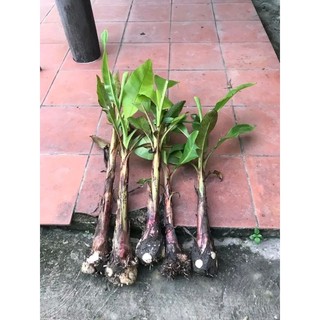 cây chuối cau mẫn trái mini ( siêu sớm)