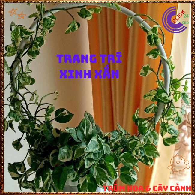 Chậu TRẦU BÀ NGỌC THỦY siêu xinh cây trồng trong nhà ưa mát lọc khí️🌭 Hoa Mười Giờ Bonsai & Phụ Kiện