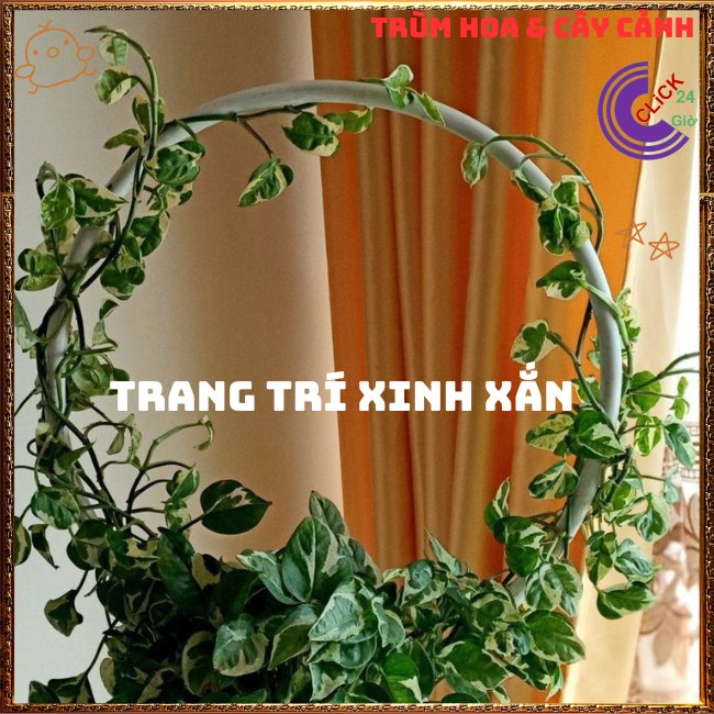 Chậu TRẦU BÀ NGỌC THỦY cây trồng trong nhà ưa mát lọc không khí⏰TRÙM HOA VÀ CÂY CẢNH