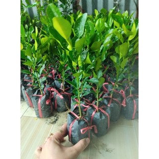 cây chúc giống.10 cây. chanh thái