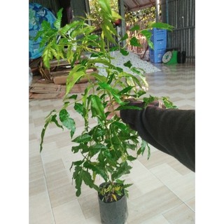 cây sầu đâu. Nem ấn Độ. Ăn lá. 1 cây