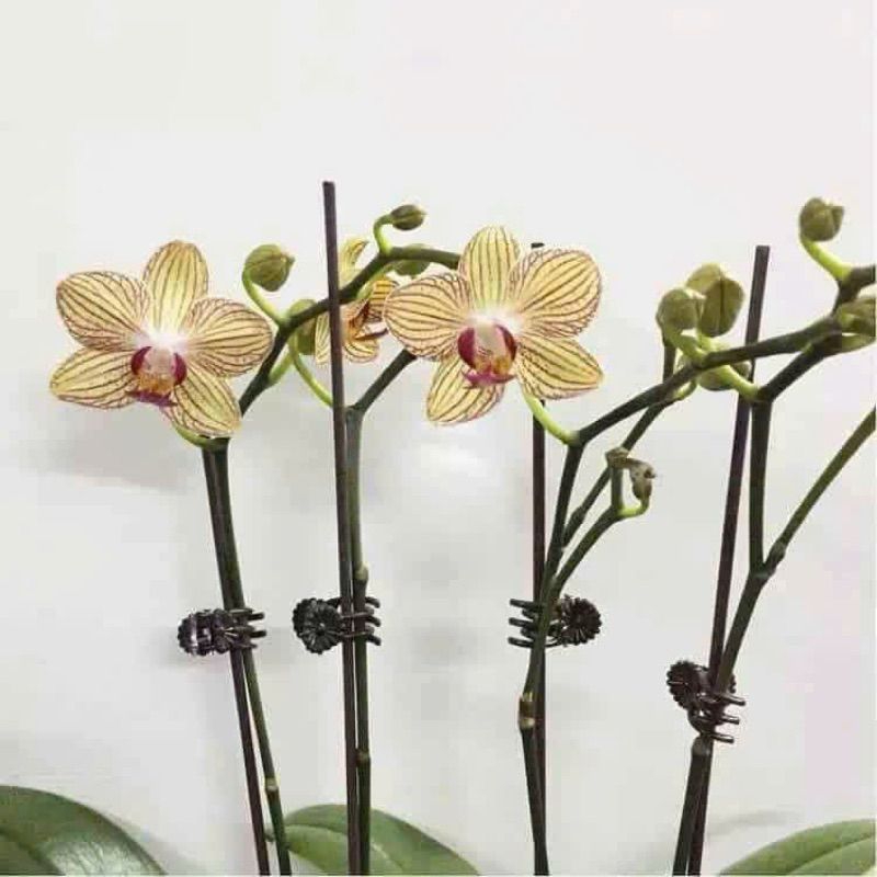 Kẹp Bư.ớm Cố Định Hoa Lan Tùy Chọn Số Lượng, Giúp Cành Đứng Vững